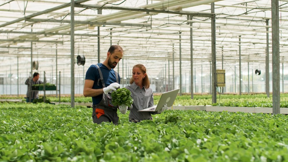 Agriculture & Allied Sector